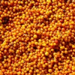 IQF Seabuckthorn Berry